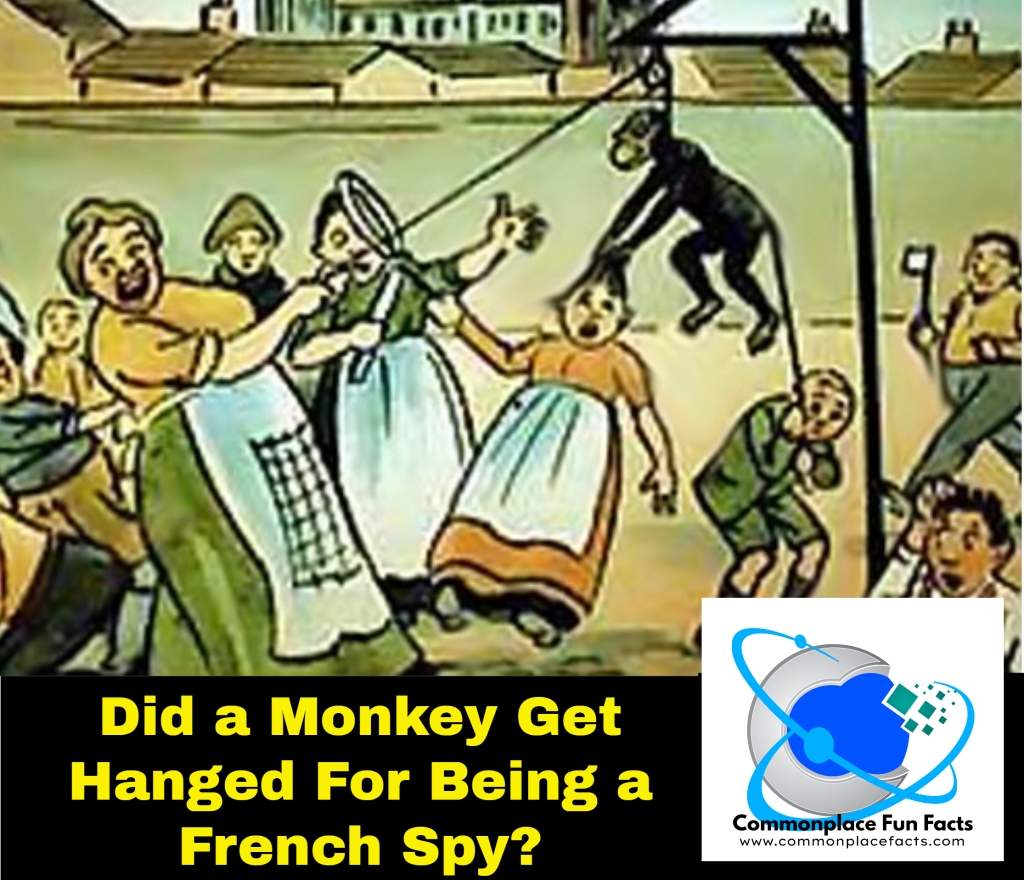 #Hartlepool #monkeys